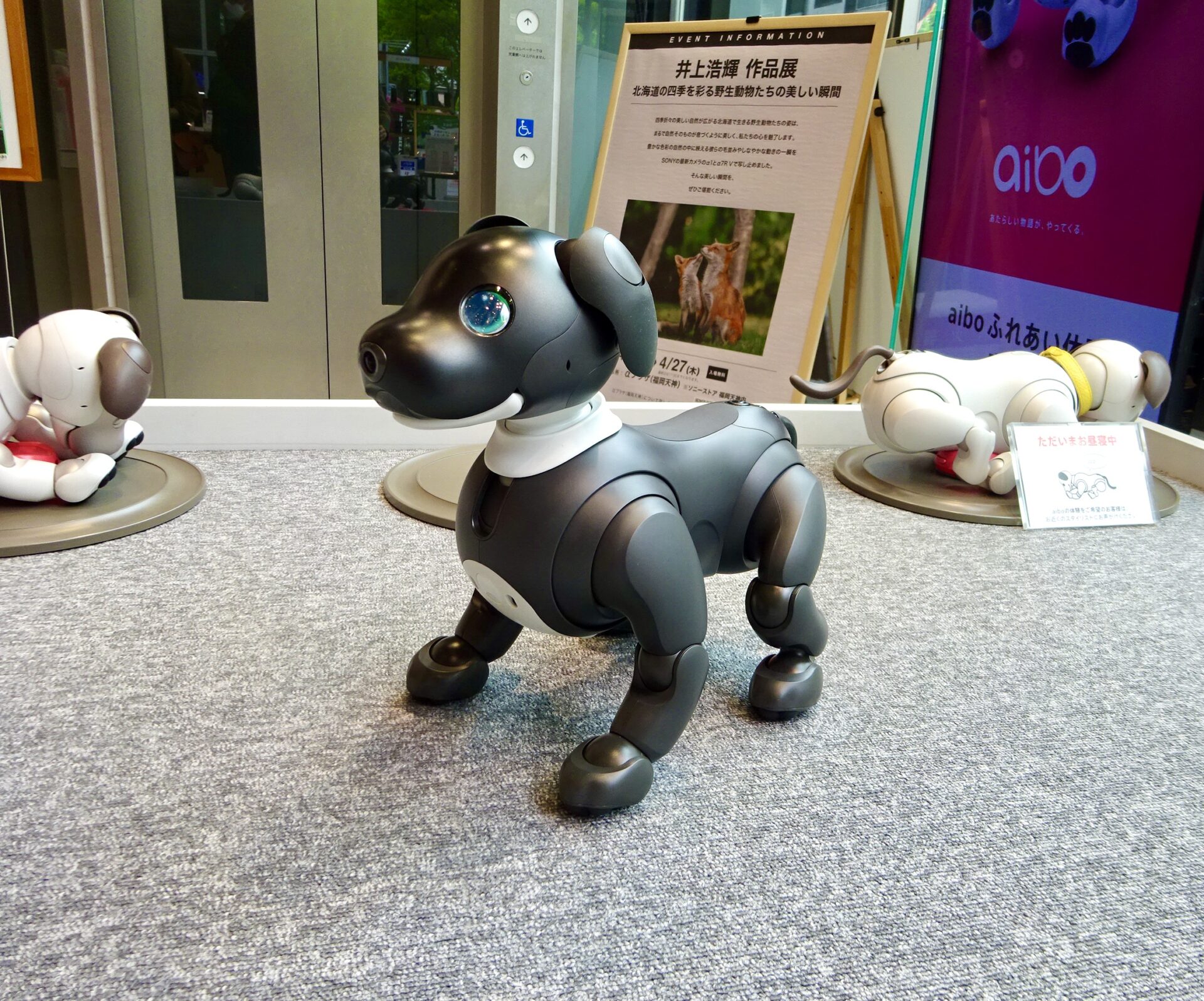 aibo・エスプレッソ エディションちゃんに会って来た｜うちには
